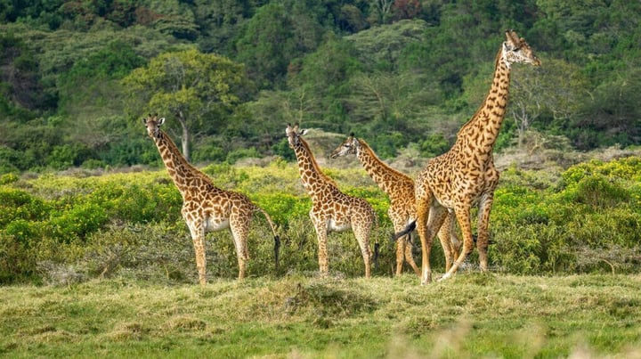 Tanzania